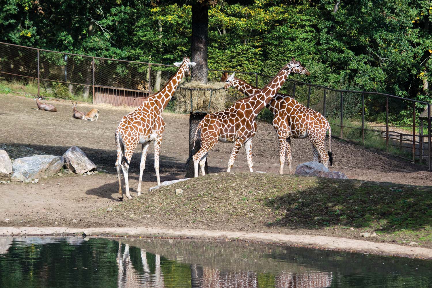 A group of giraffes stand by a tree behind a lake and feed